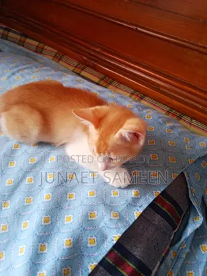 ১-৩ মাস বয়সী পুরুষ মিশ্র জাতের বেঙ্গল বিড়াল