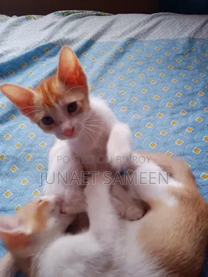১-৩ মাস বয়সী পুরুষ মিশ্র জাতের বেঙ্গল বিড়াল