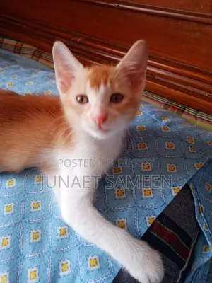 ১-৩ মাস বয়সী পুরুষ মিশ্র জাতের বেঙ্গল বিড়াল