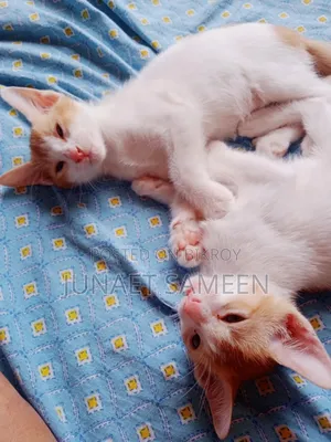 ১-৩ মাস বয়সী পুরুষ মিশ্র জাতের বেঙ্গল বিড়াল
