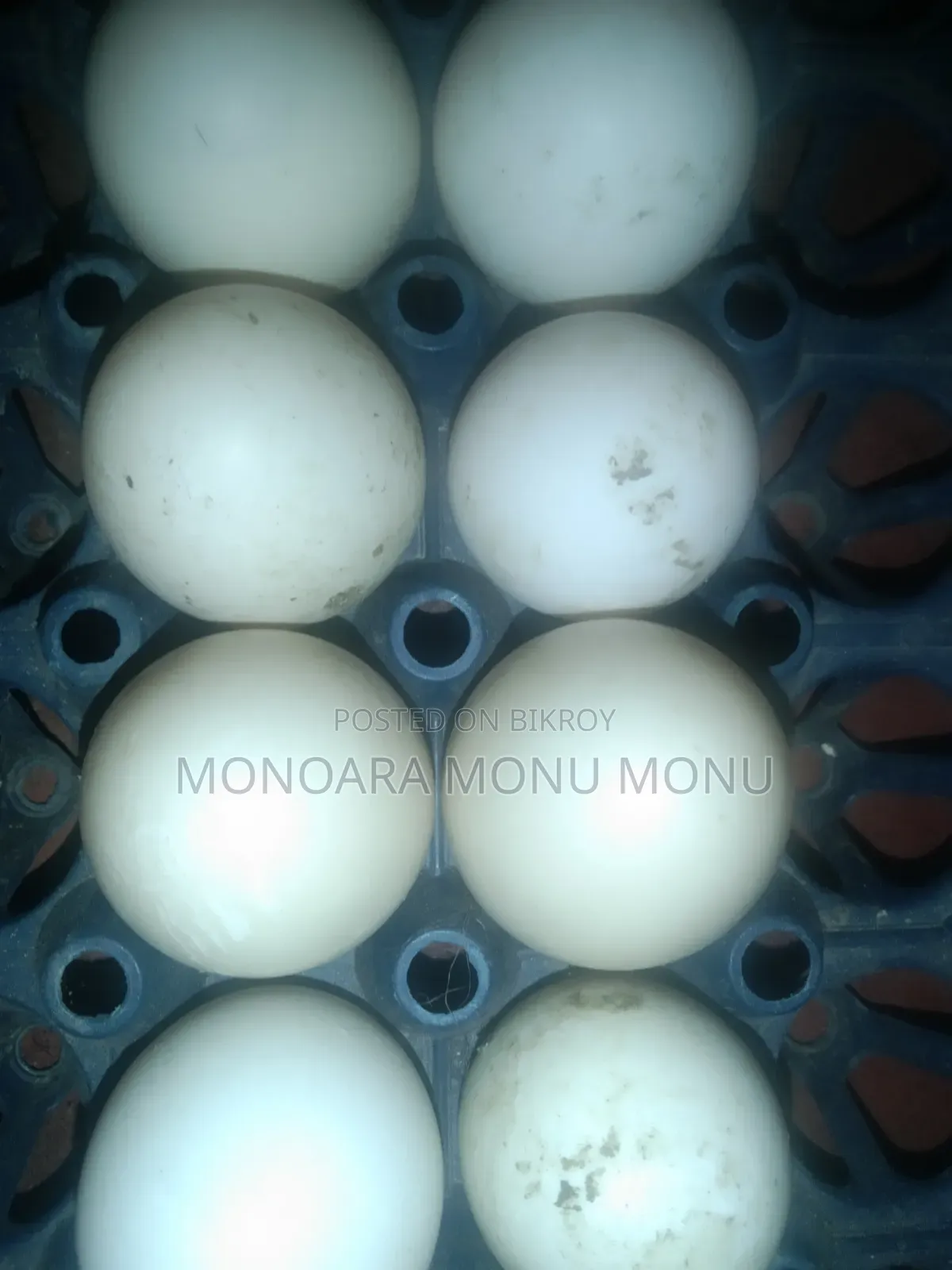 Chinese Duck Hatching Eggs