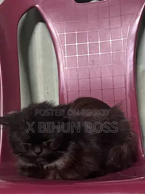 6-12 Months Male Purebred Persian