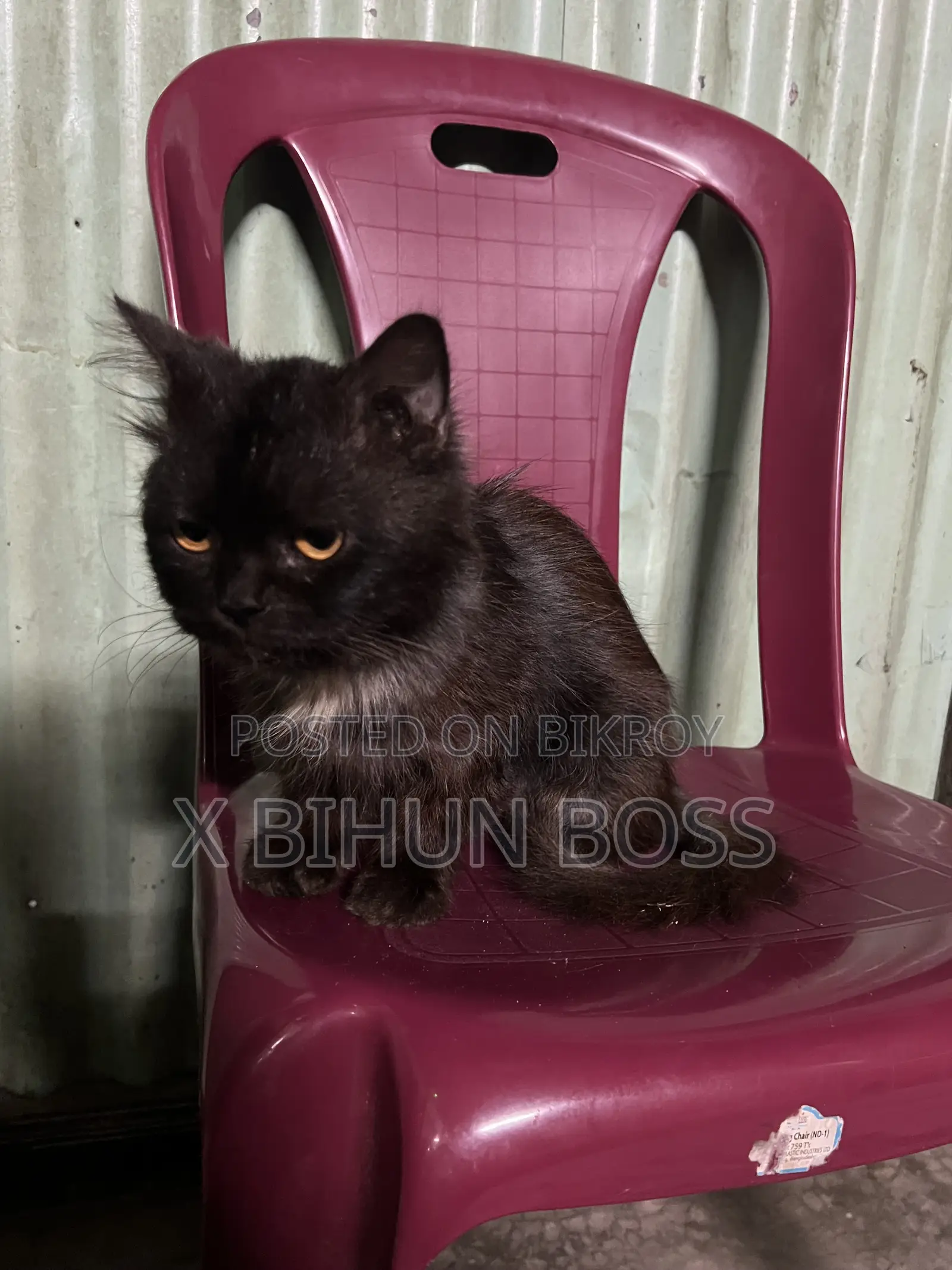 6-12 Months Male Purebred Persian