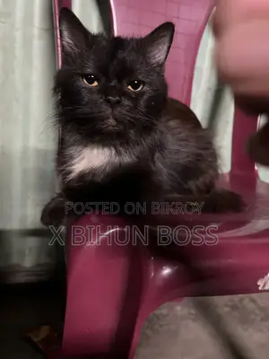6-12 Months Male Purebred Persian