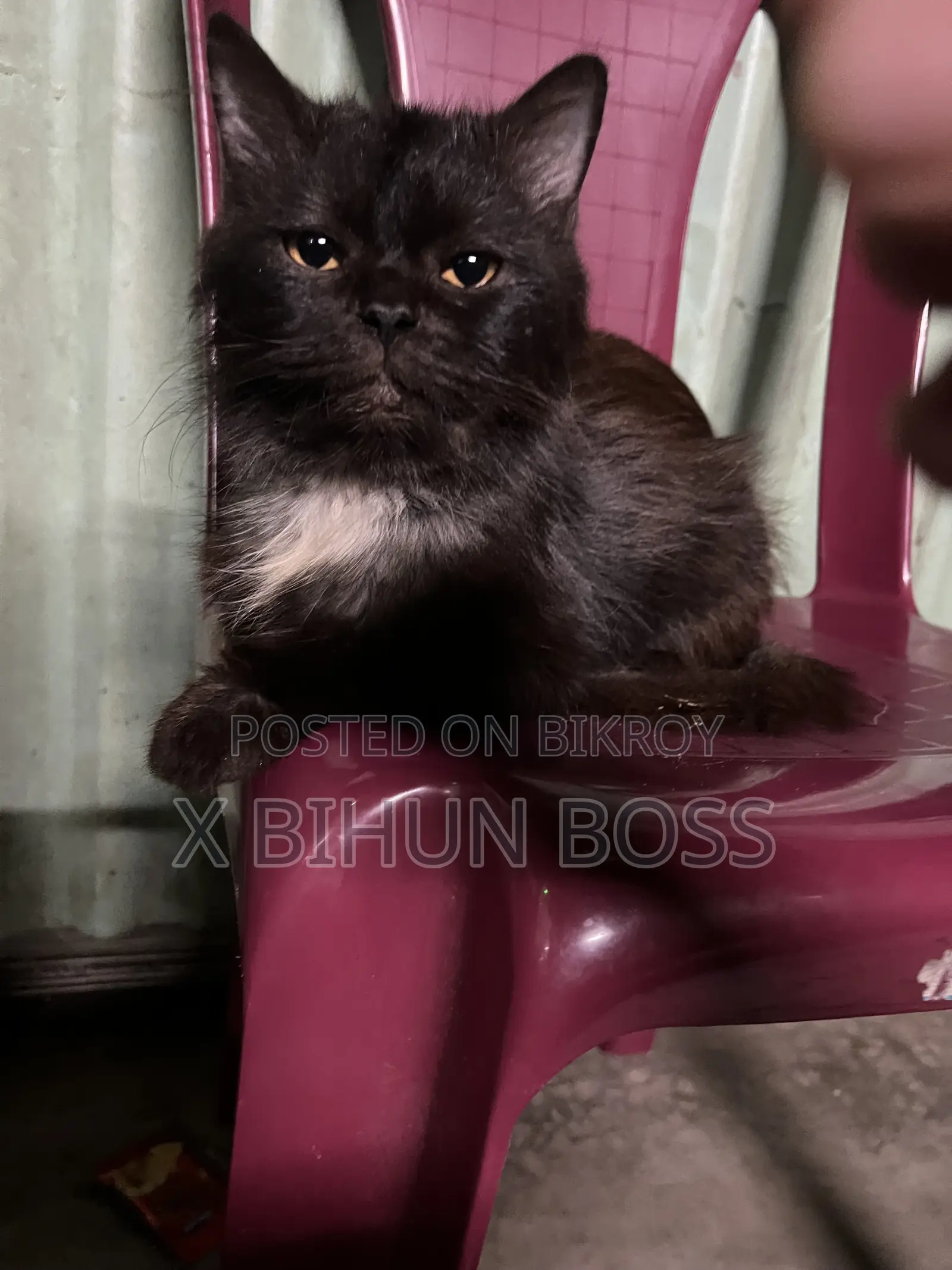 6-12 Months Male Purebred Persian