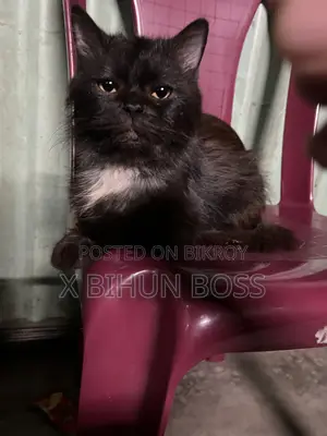 6-12 Months Male Purebred Persian