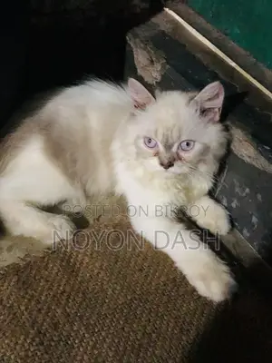 1-3 Months Male Purebred Persian
