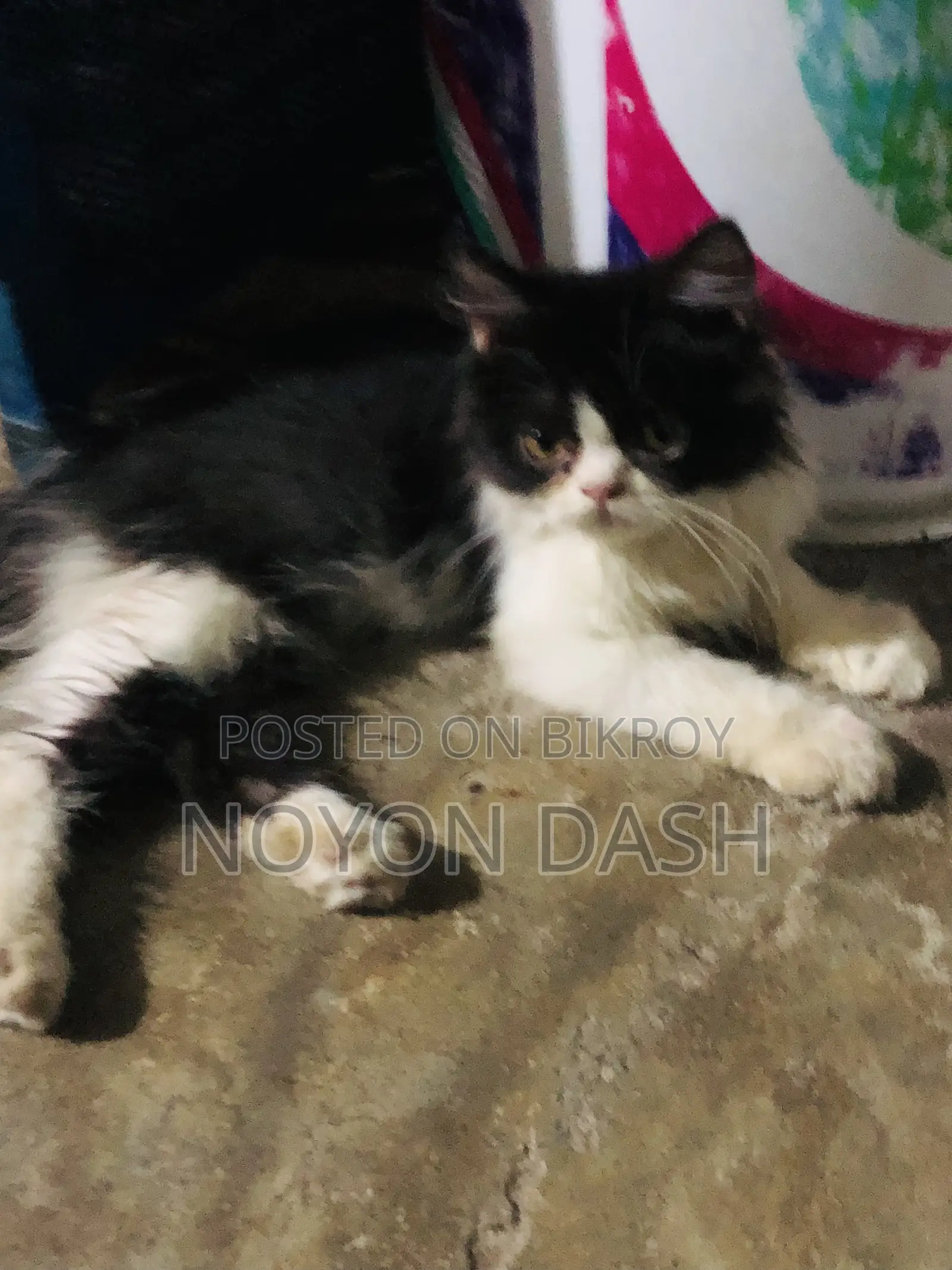 1-3 Months Male Purebred Persian