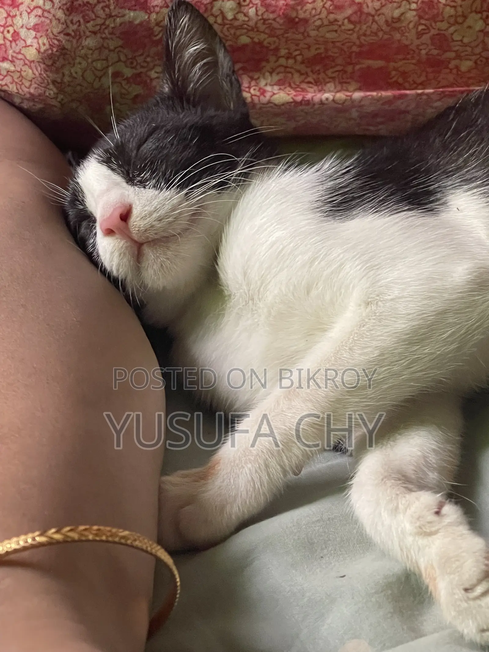 3-6 Months Male Purebred Cat