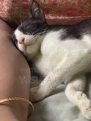 3-6 Months Male Purebred Cat