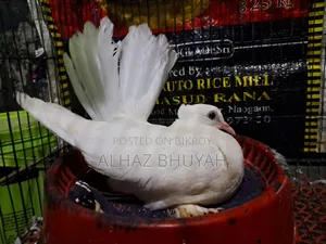 লক্ষা বাচ্চা