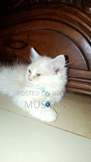 3-6 Months Female Purebred Persian