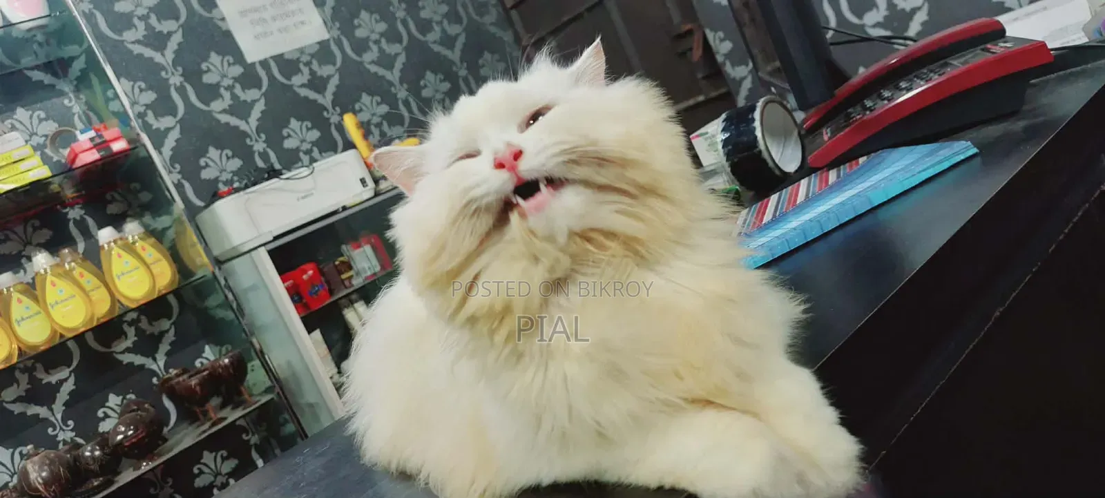 1+ Year Female Purebred Persian