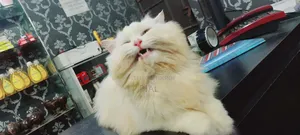1+ Year Female Purebred Persian