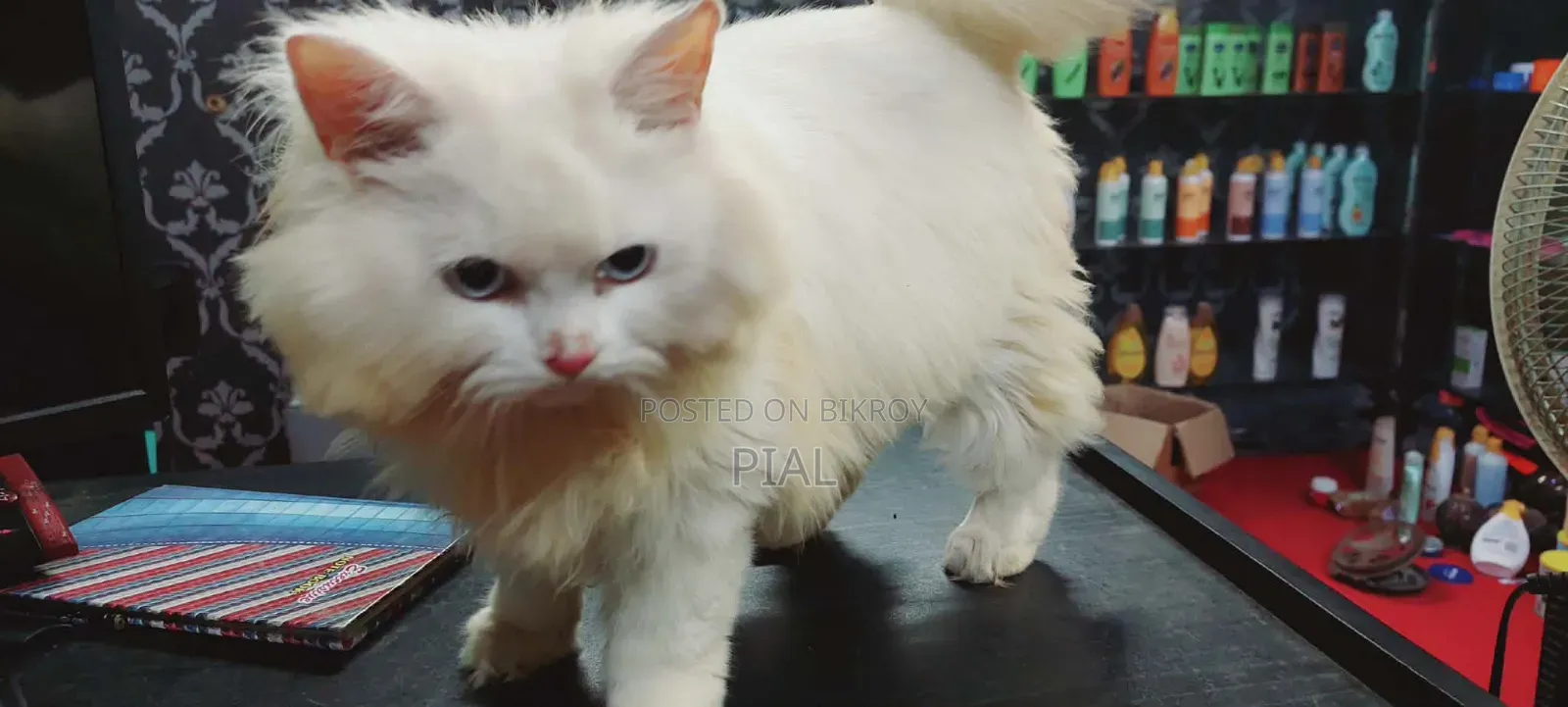 1+ Year Female Purebred Persian