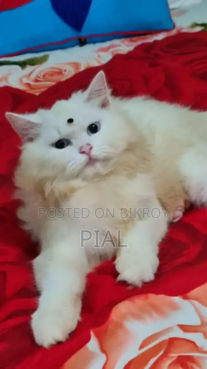 1+ Year Female Purebred Persian