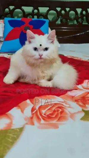 1+ Year Female Purebred Persian