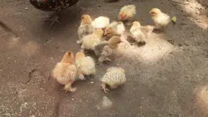 Buff Brahma chicken for sale.