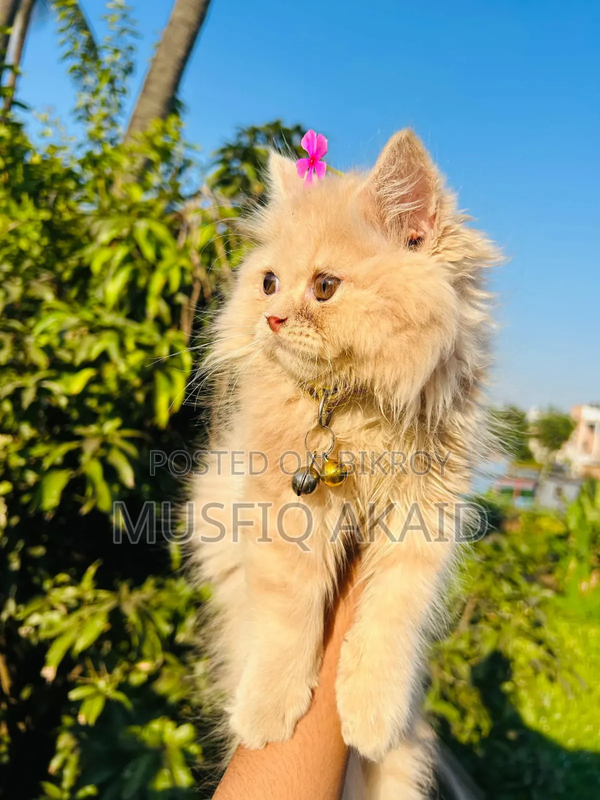 6-12 Months Male Purebred Persian