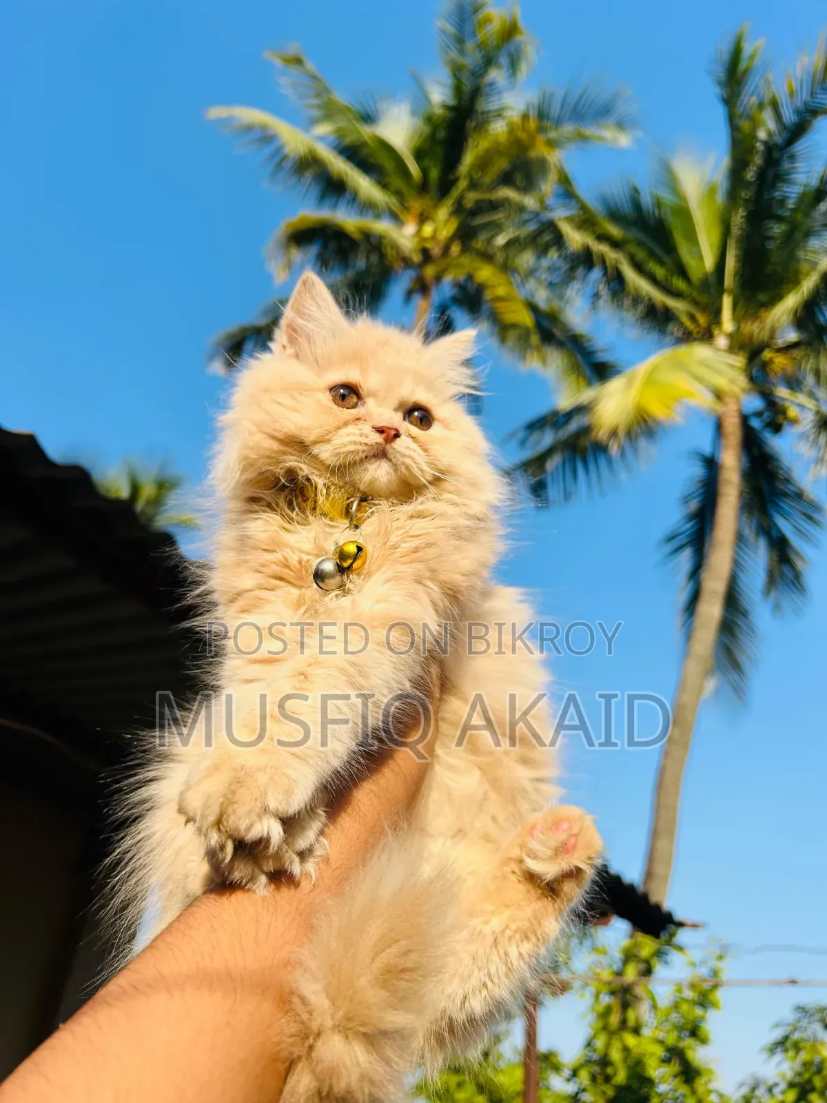 6-12 Months Male Purebred Persian