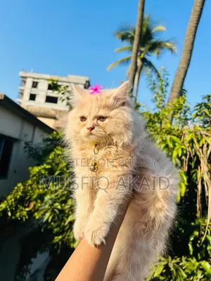 6-12 Months Male Purebred Persian