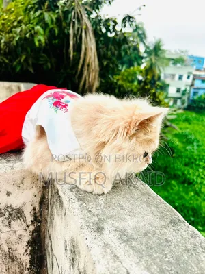 6-12 Months Male Purebred Persian