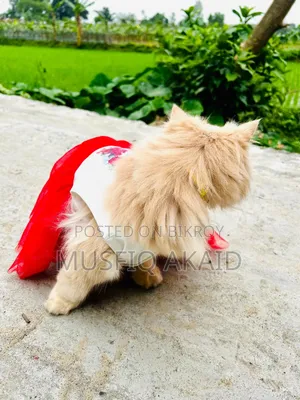 6-12 Months Male Purebred Persian