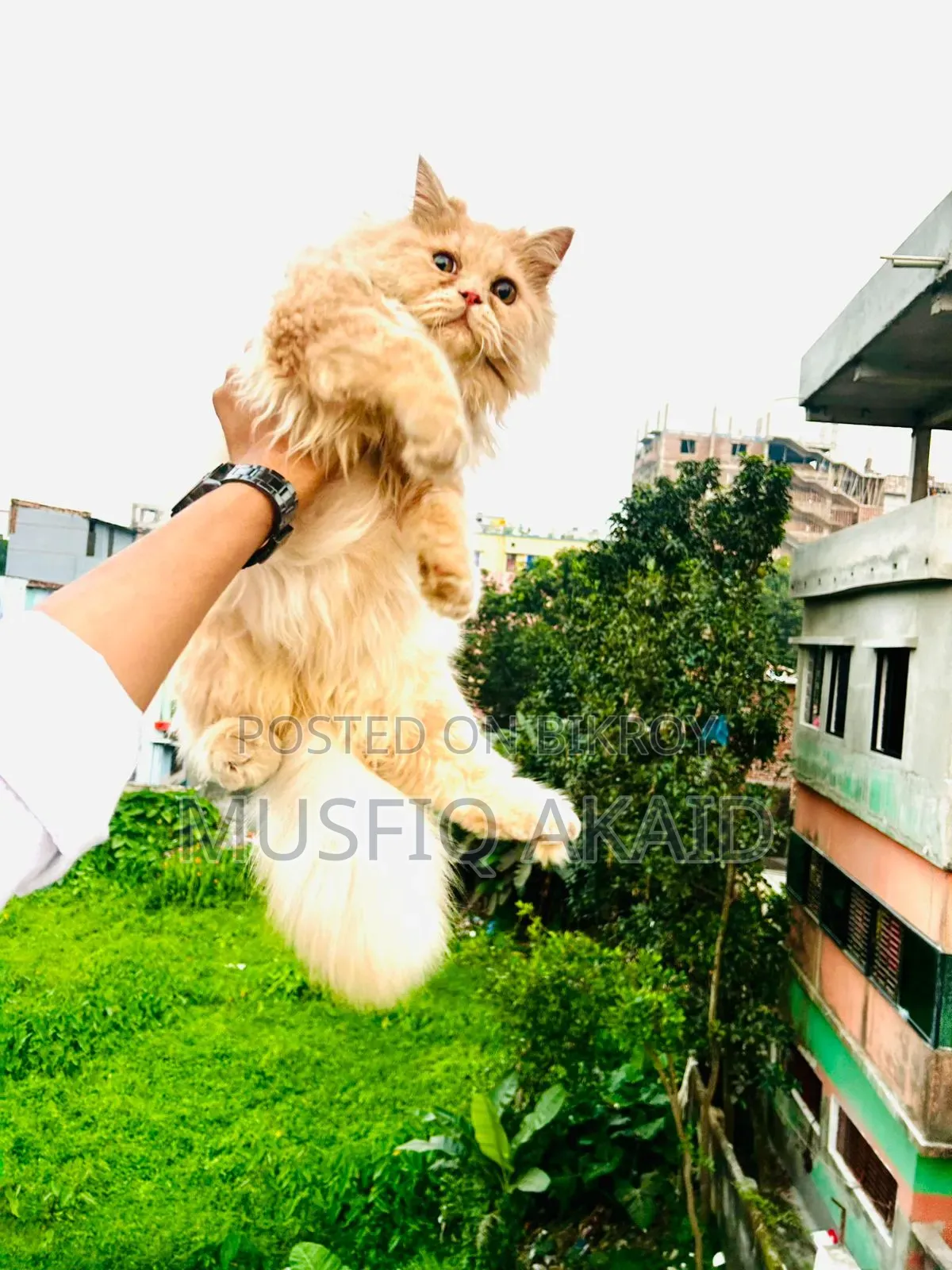 6-12 Months Male Purebred Persian