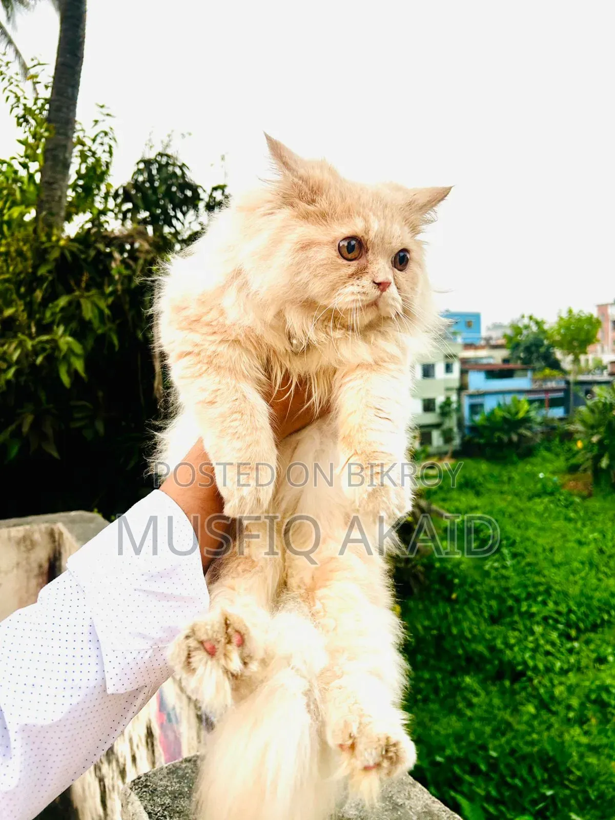 6-12 Months Male Purebred Persian