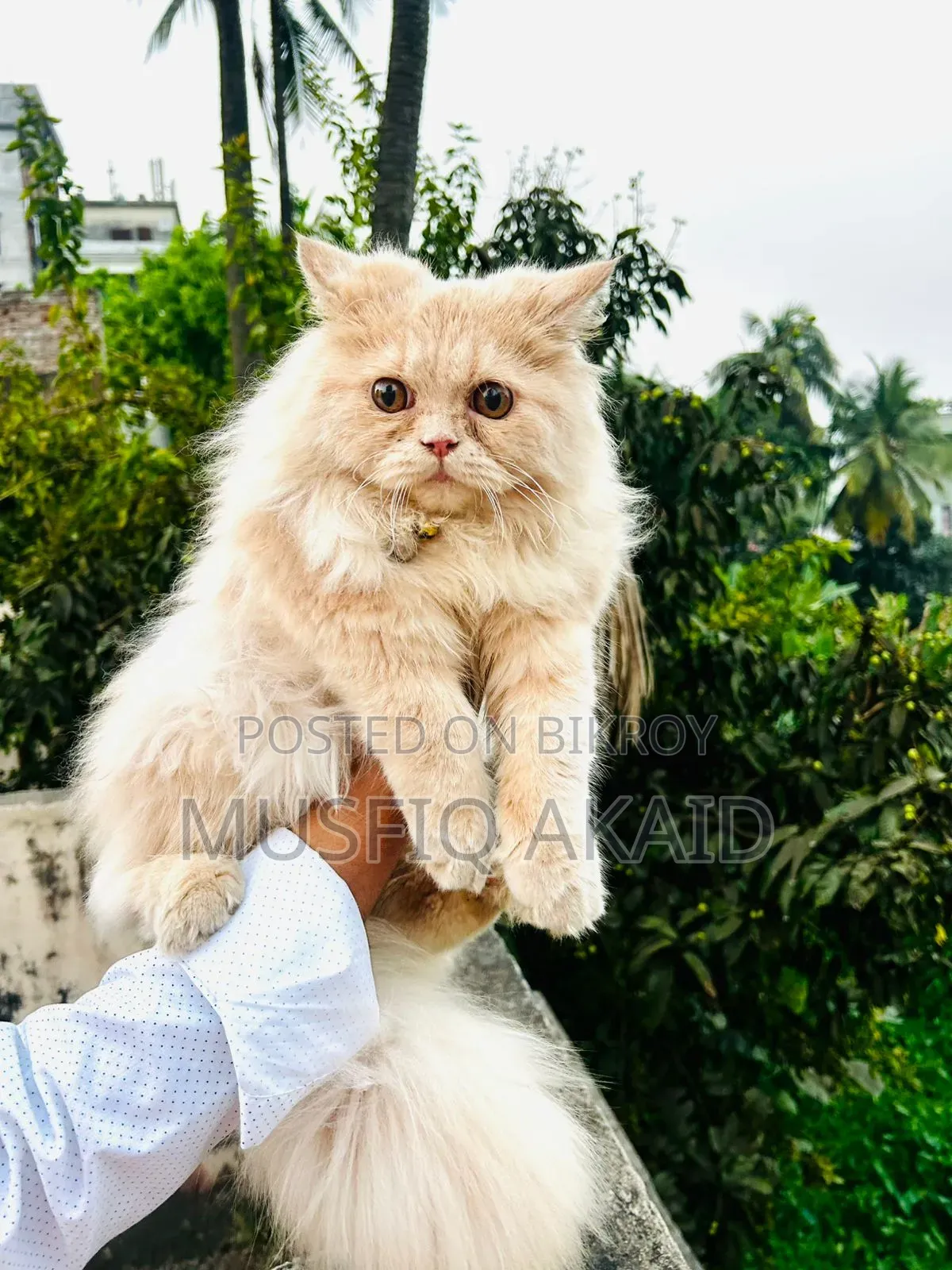 6-12 Months Male Purebred Persian