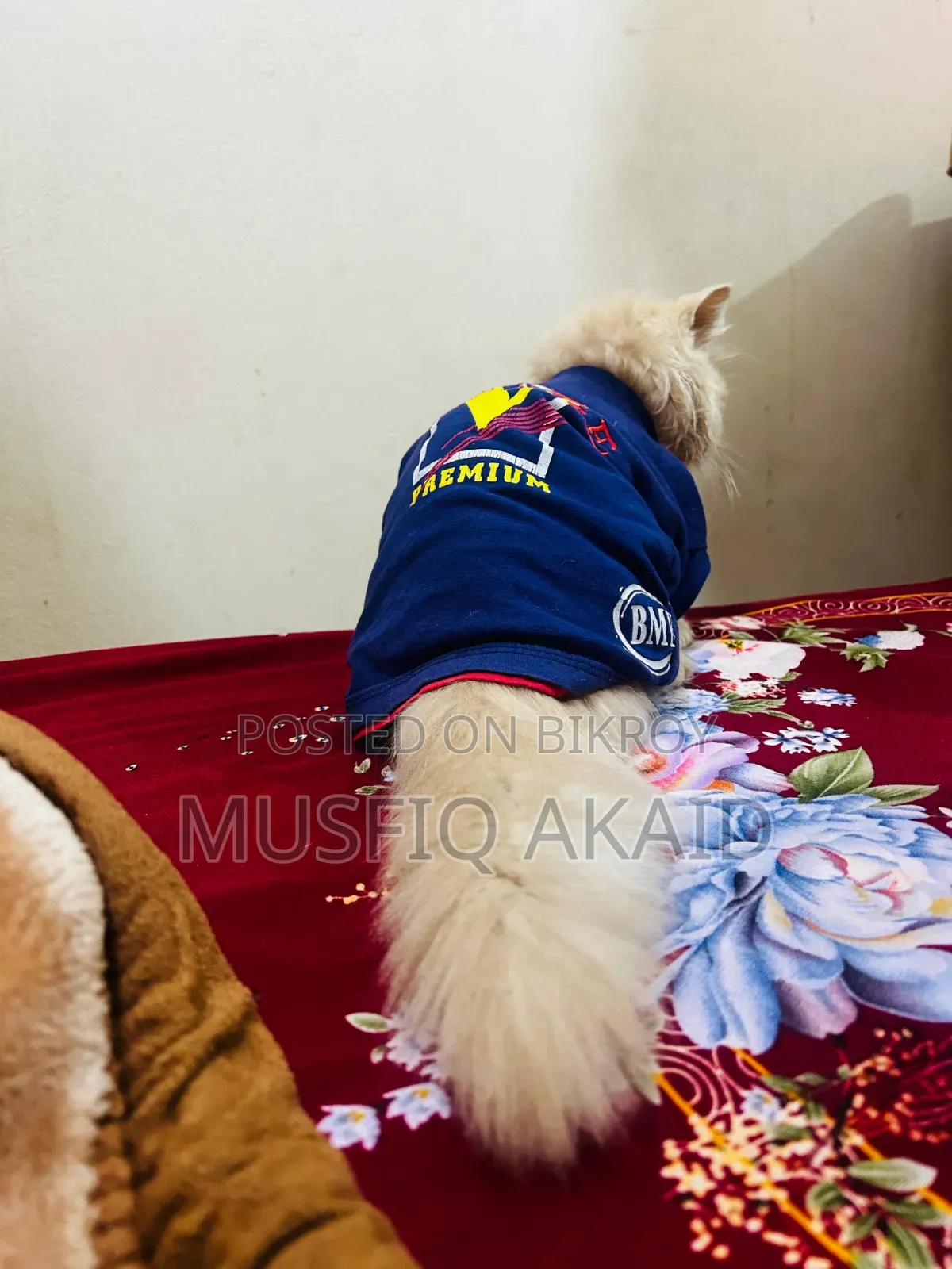6-12 Months Male Purebred Persian
