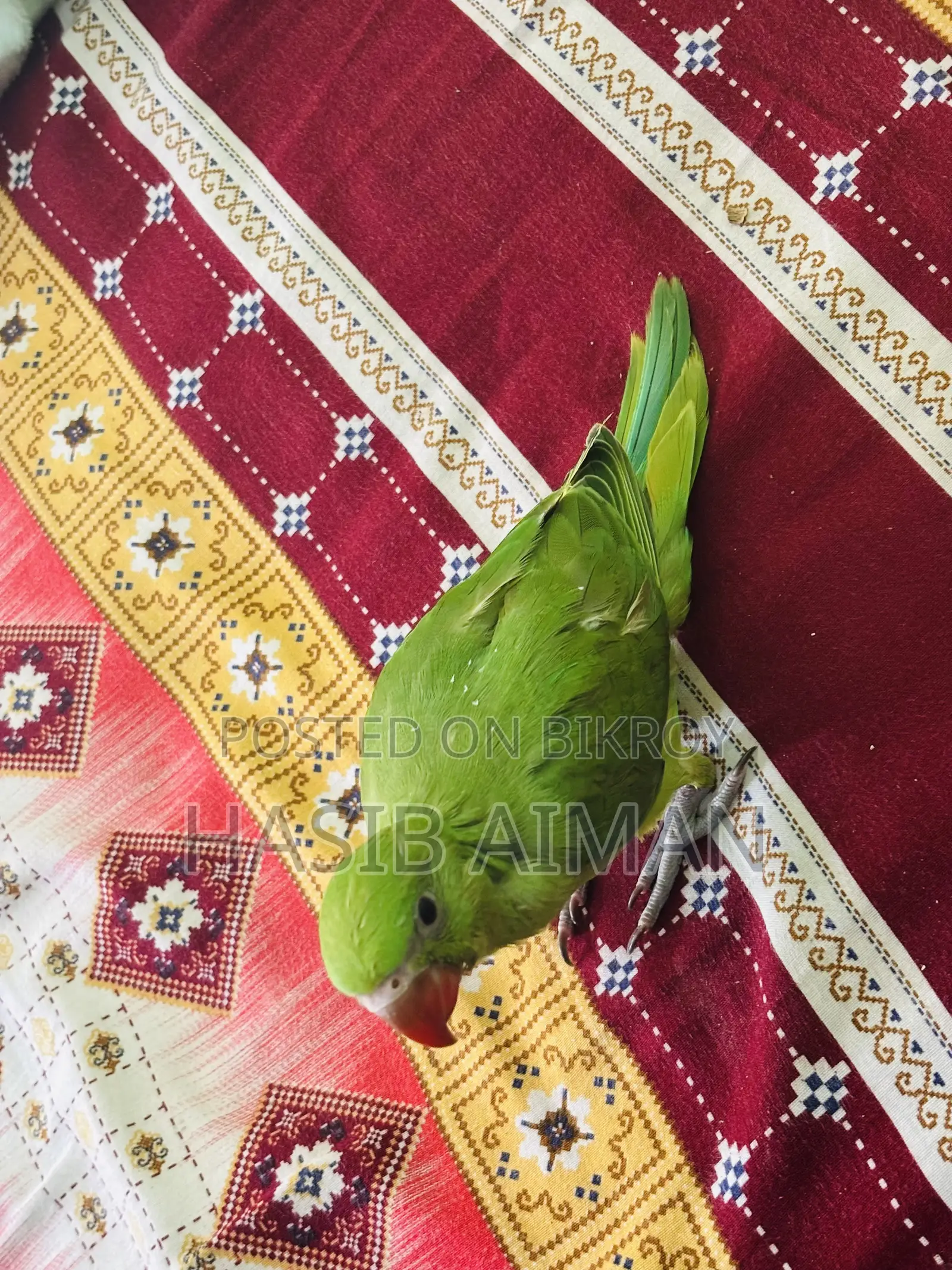 টেম রিংনেক বেবি ফর সেল