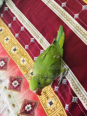টেম রিংনেক বেবি ফর সেল