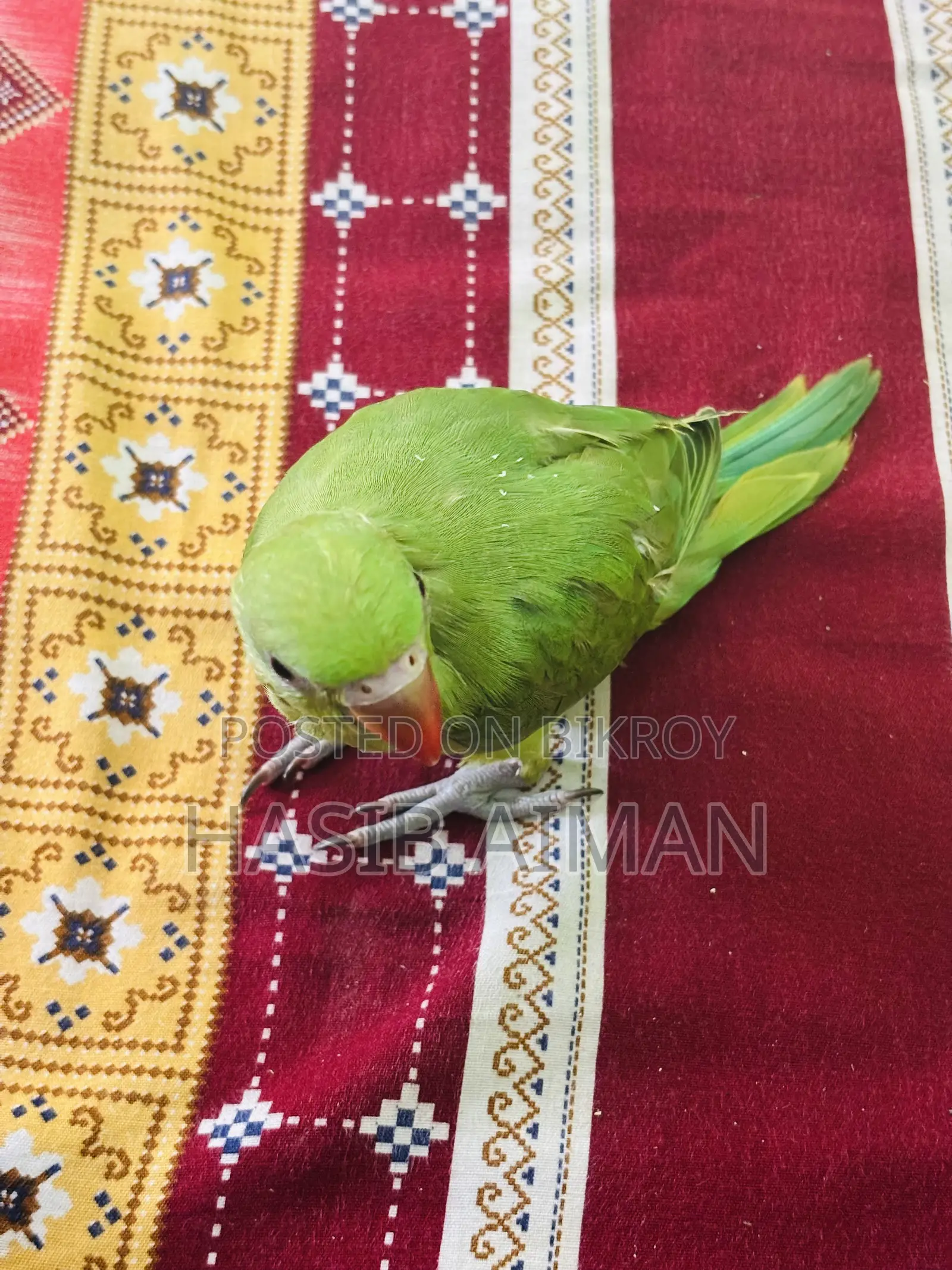 টেম রিংনেক বেবি ফর সেল