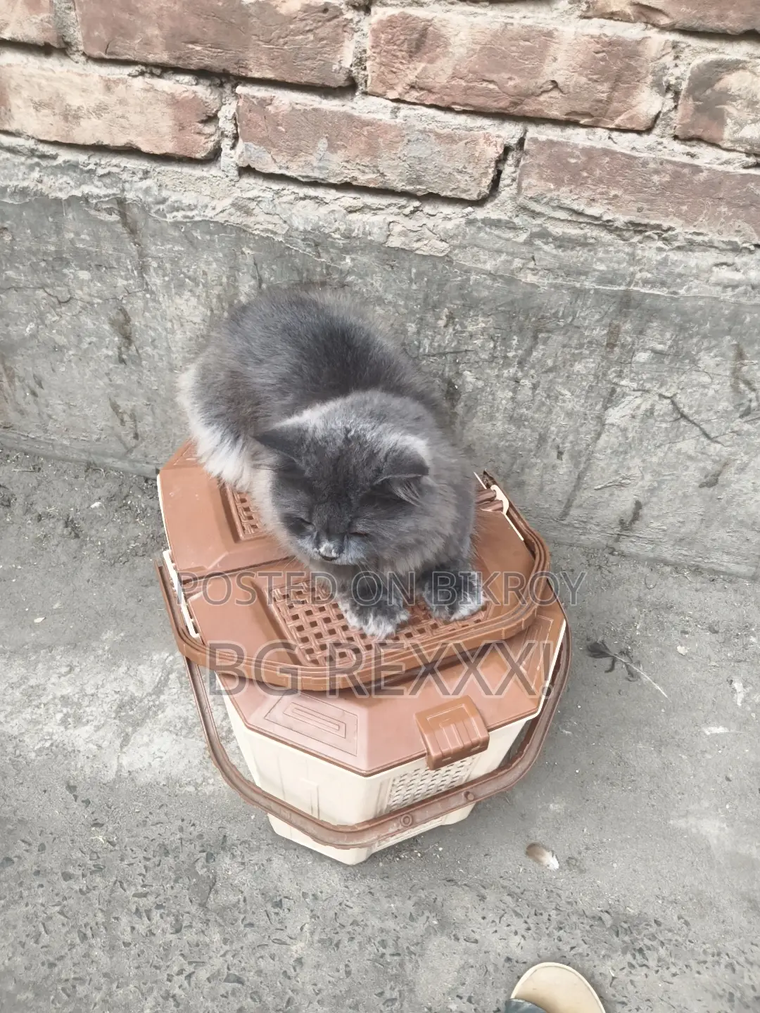 1+ Year Male Purebred Persian