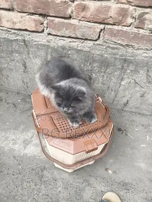 1+ Year Male Purebred Persian