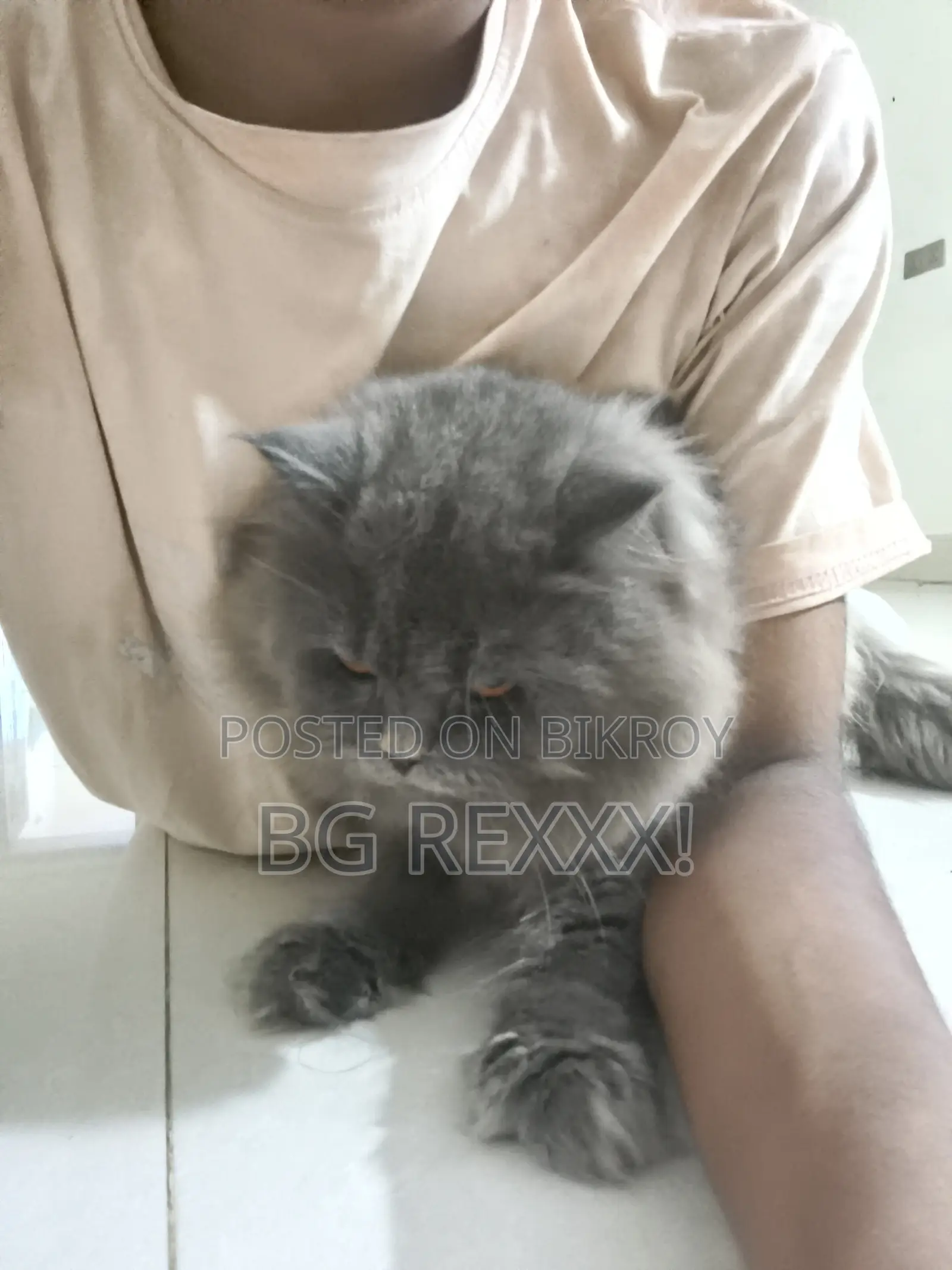 1+ Year Male Purebred Persian