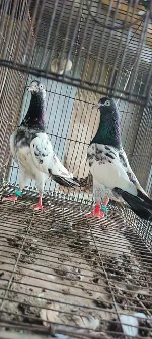 টেডি পাকিস্তানি কবুতর
