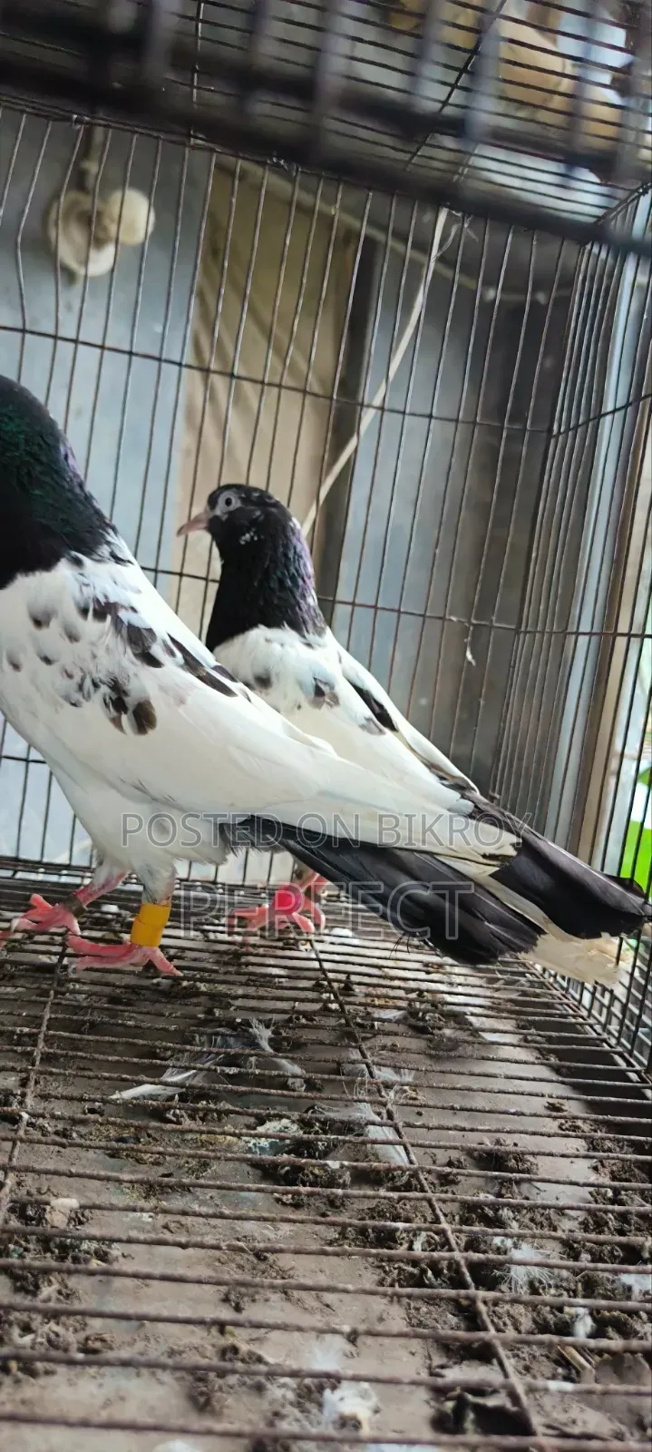 টেডি পাকিস্তানি কবুতর