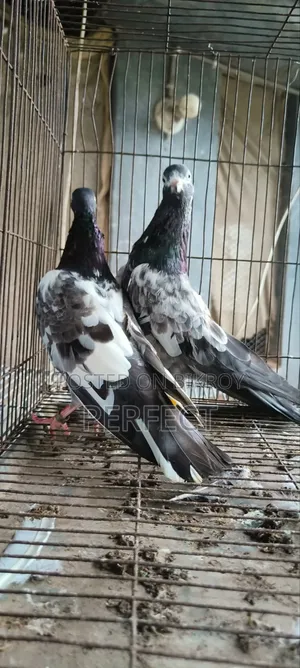 টেডি পাকিস্তানি কবুতর