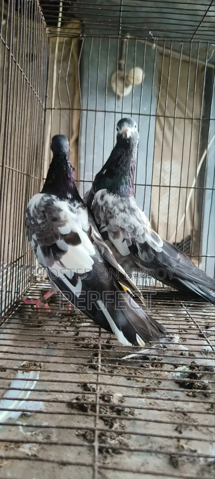 টেডি পাকিস্তানি কবুতর