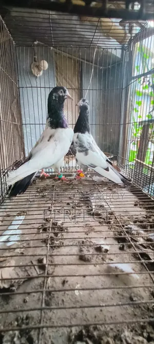 টেডি পাকিস্তানি কবুতর