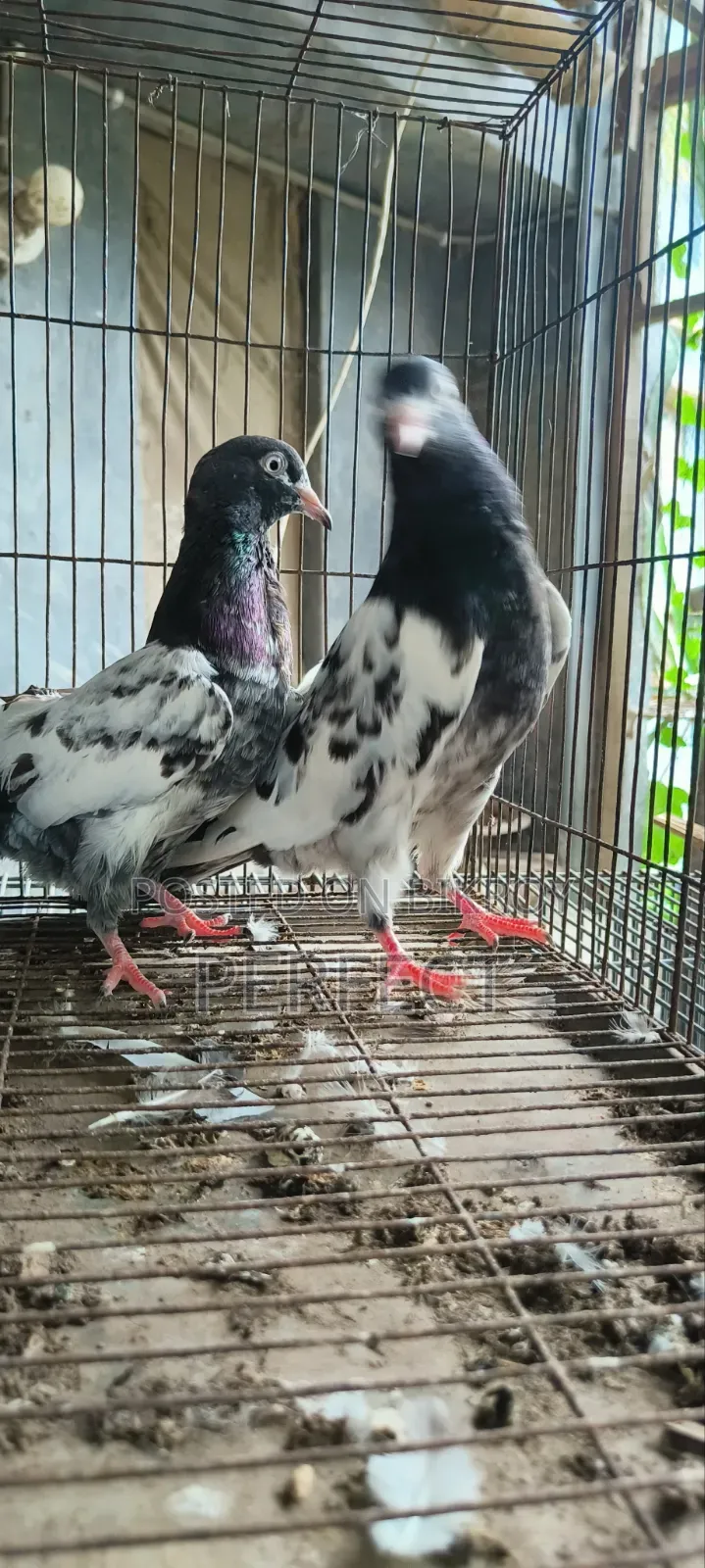 টেডি পাকিস্তানি কবুতর