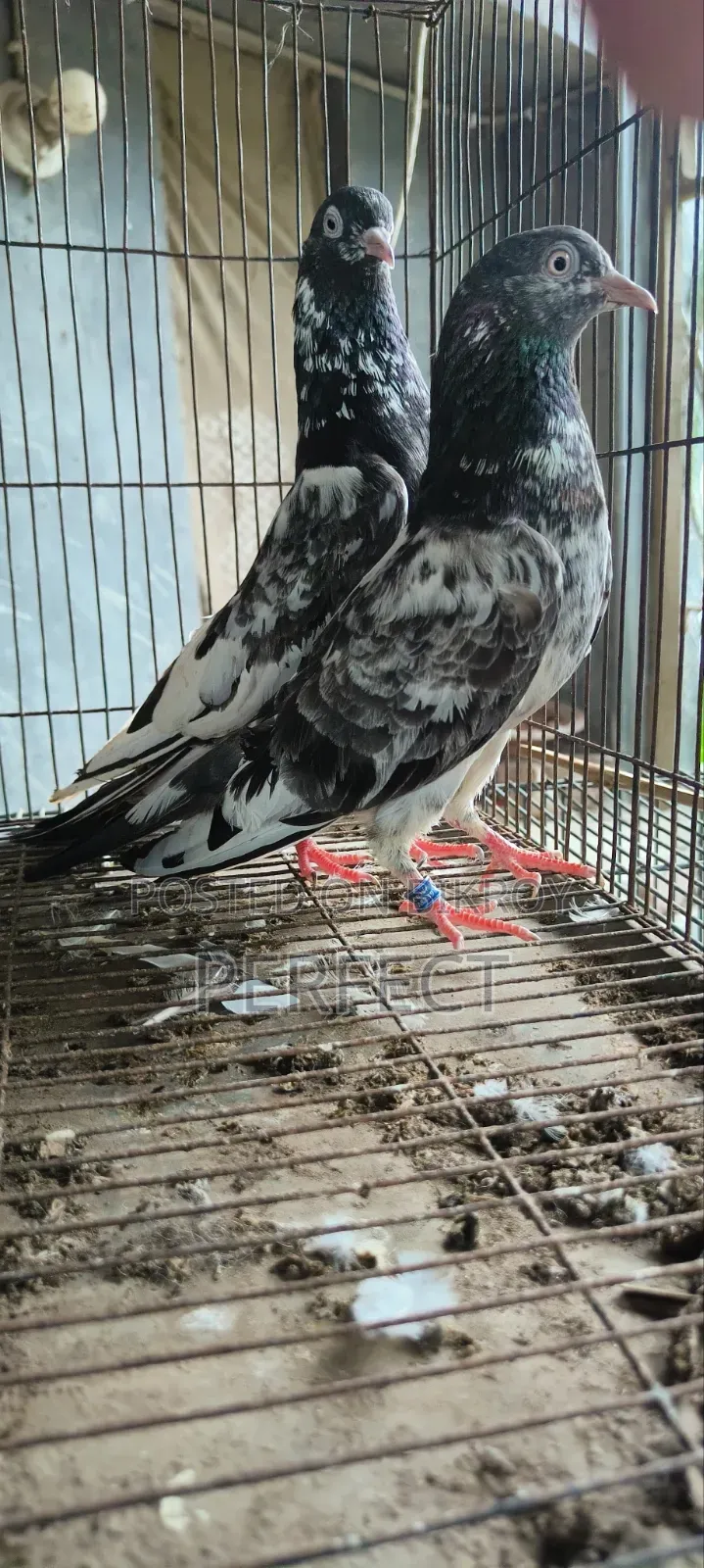 টেডি পাকিস্তানি কবুতর