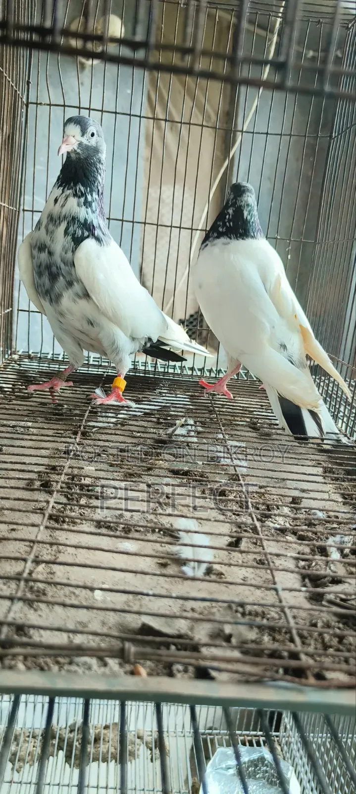 টেডি পাকিস্তানি কবুতর