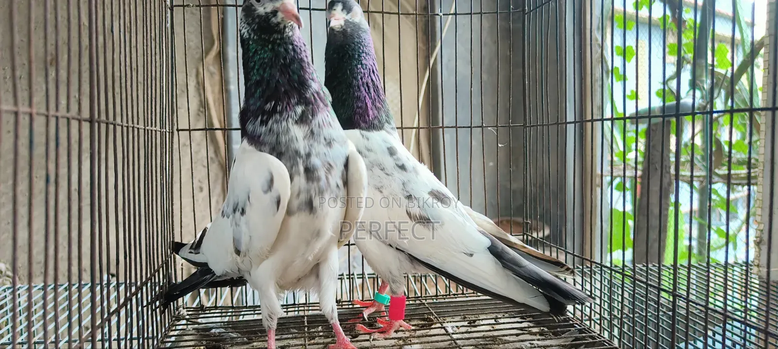 টেডি পাকিস্তানি কবুতর
