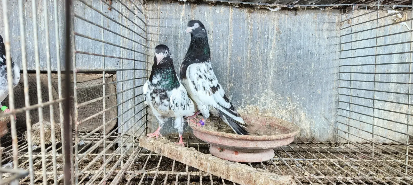 টেডি পাকিস্তানি কবুতর
