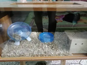 Winter White Hamster With Full Setup.