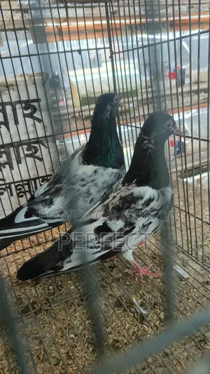 Pakistan Royal, Jonsira, Teddy Kobutor