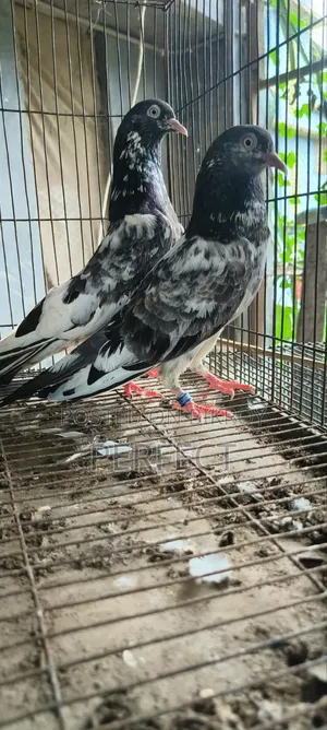 Pakistan Royal, Jonsira, Teddy Pigeon
